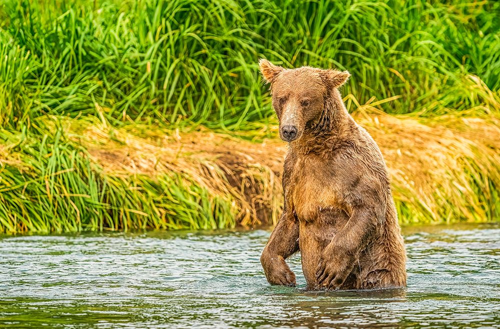 Katmai Peninsula, Alaska. Male brown bear waiting to grab a salmon swimming upriver.